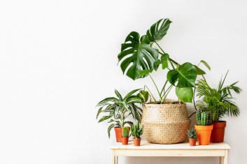 The Best Low Maintenance House Plants for Beginners